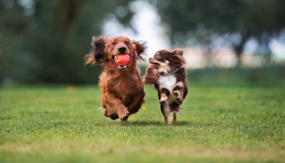 The Palawan Dog Run