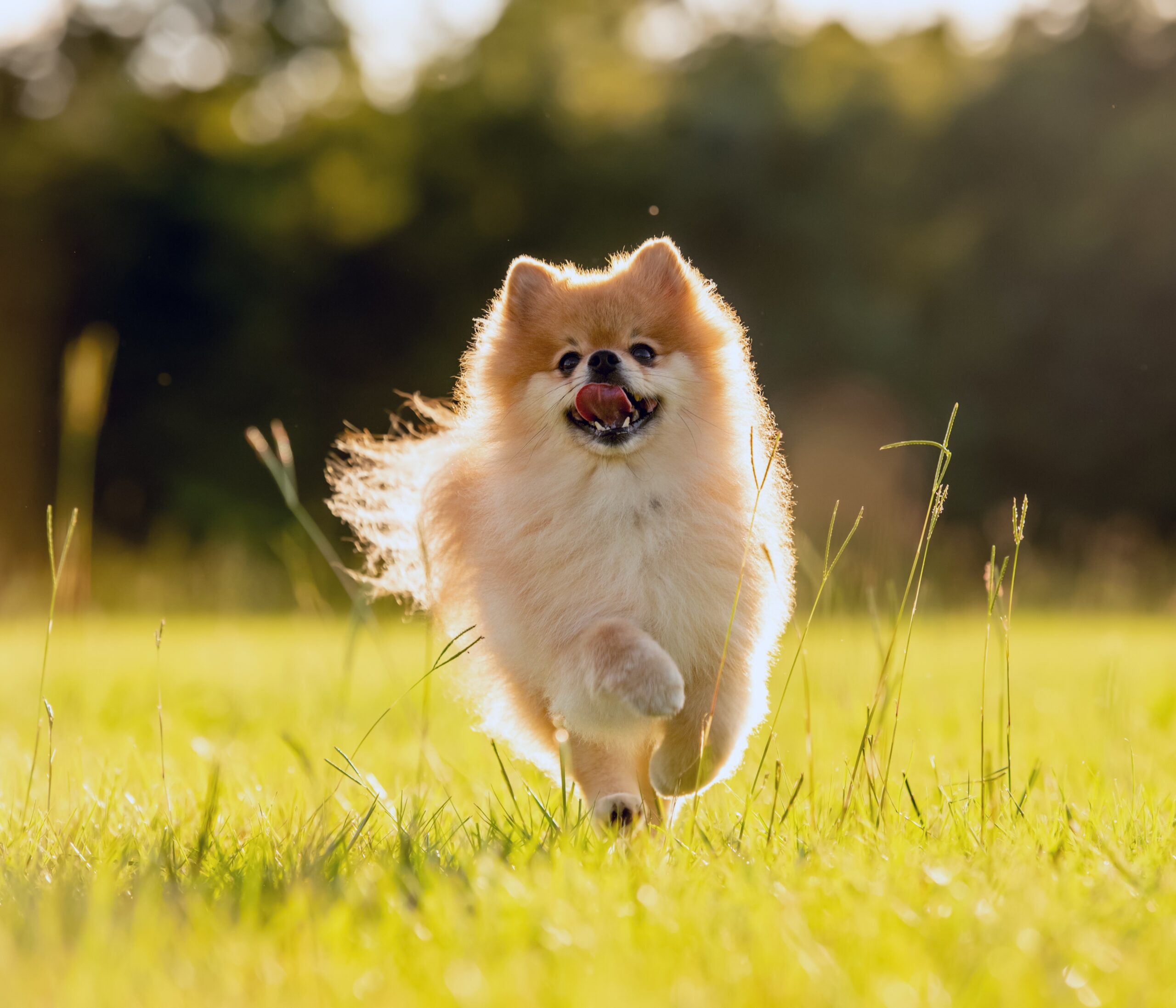 Run free around and mingle off-leash