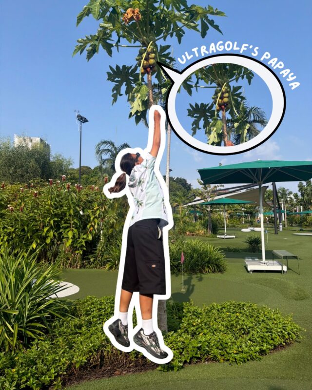 💡 #FunFactFriday – Did you know there’s a thriving papaya tree growing right here at UltraGolf? 🌳✨

👀 See if you can spot it on your next round. 

#thepalawansentosa #didyouknow #funfact #ultragolfsg