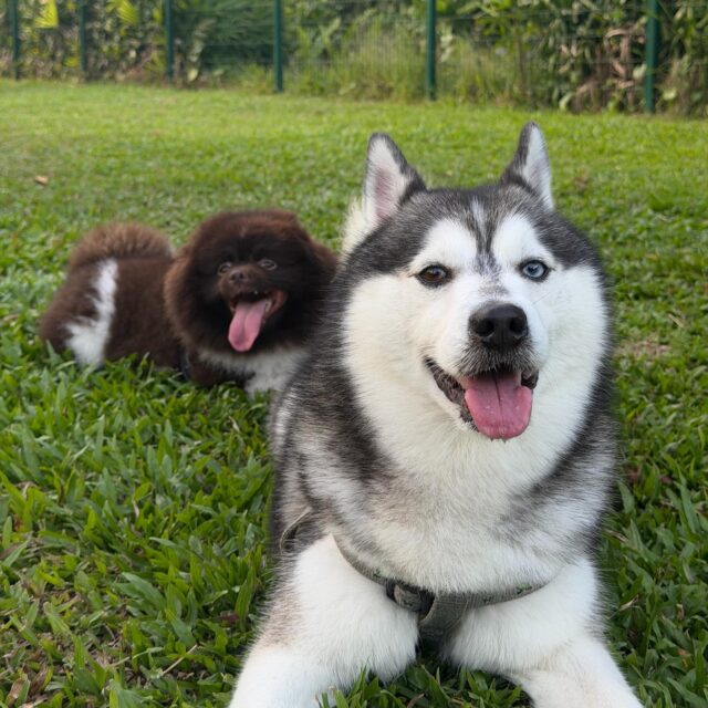 Bring your furry companions to The Palawan Dog Run for an afternoon of zoomies, sunshine, and pure pup joy.

​#thepalawansentosa #thepalawandogrun #sentosa