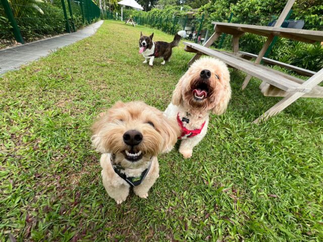 Fluffy pups and little tail-wagers having the best time at The Palawan Dog Run! 🐶🌳🐾

📸 :@pawsitivesg

​#thepalawansentosa #thepalawandogrun #sentosa