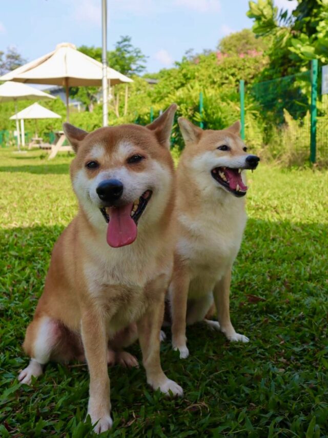 In case today hasn’t given you a reason to smile yet, here are two! 🐾✨​

#thepalawansentosa #thepalawandogrunsg #sentosa